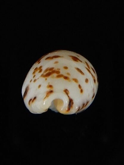 Ransionella punctata N&R 14,20 mm Gem -55066