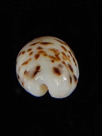 Ransionella punctata N&R 14,20 mm Gem -55063