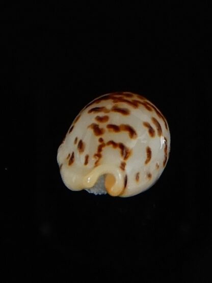 Ransionella punctata N&R 13,75 mm Gem-55052