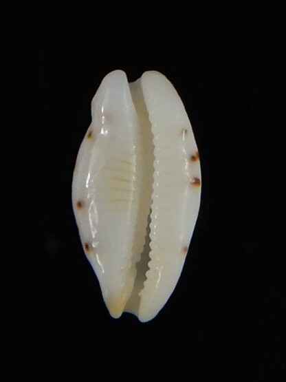 Ransionella punctata N&R 11,78 mm Gem-55037