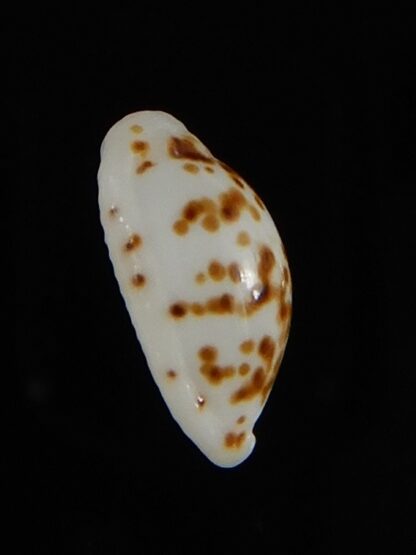 Ransionella punctata N&R 11,78 mm Gem-55038