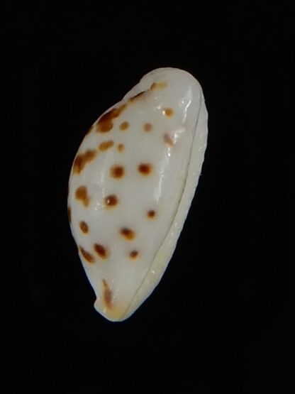 Ransionella punctata N&R 11,78 mm Gem-55034