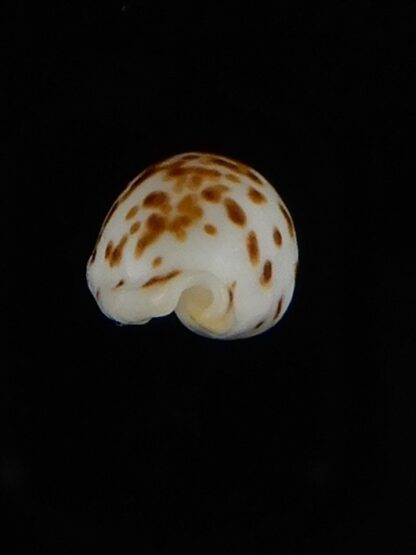 Ransionella punctata N&R 11,78 mm Gem-55035