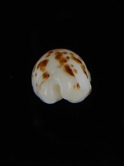 Ransionella punctata N&R 11,78 mm Gem-55036