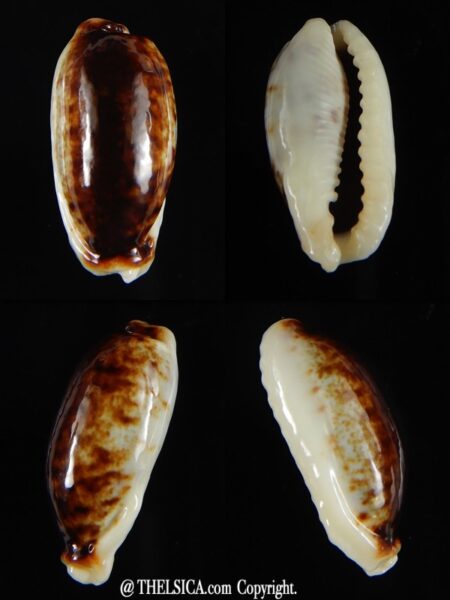 Erronea cylindrica lenella N&R 24,25 mm Gem-0