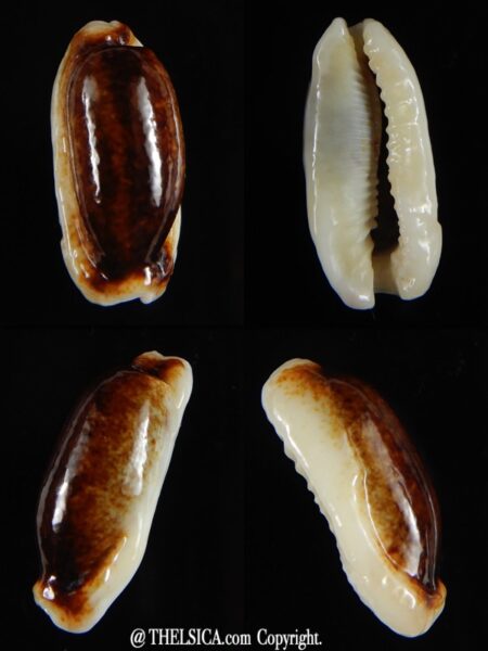 Erronea cylindrica lenella N&R 26,67 mm Gem-0