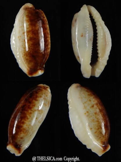 Erronea cylindrica lenella N&R 29,20 mm Gem-0