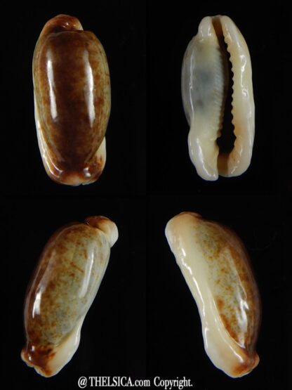 Erronea cylindrica lenella N&R 30,15 mm Gem-0
