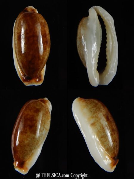 Erronea cylindrica lenella N&R 31,08 mm Gem -0