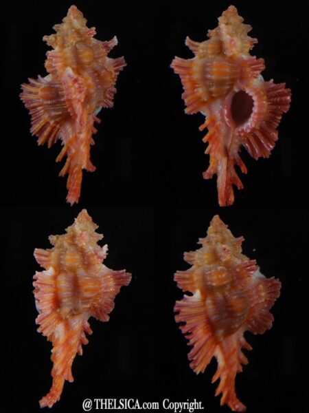Chicoreus (Chicopinnatus) laqueatus 33,13 mm Gem-0