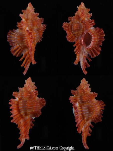 Chicoreus (Chicopinnatus) laqueatus 33,25 mm Gem-0