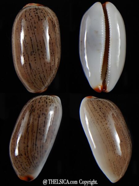 Luria isabella ...GIANT ... 39.90 mm Gem-0