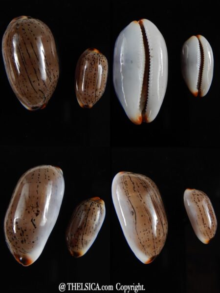 Luria isabella controversa ... Couple... 31,8 & 20,40 mm Gem-0
