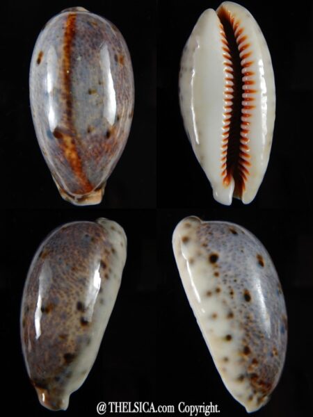 Lyncina lynx vanelli ..VERY Big size.. 60,30 mm Gem-0