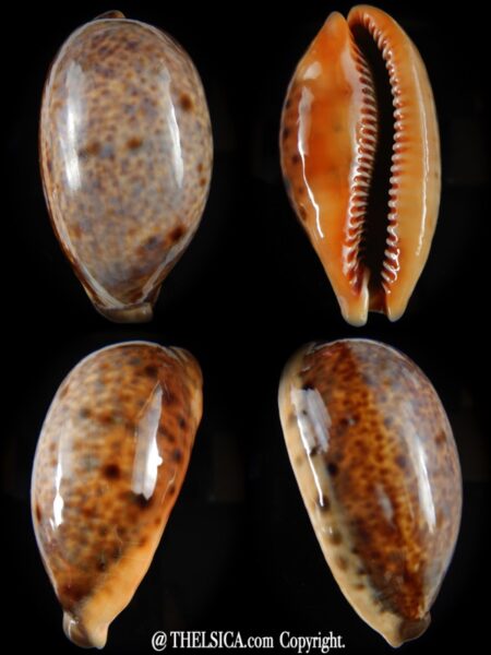 Lyncina lynx vanelli ..VERY Big size.. 65,40 mm Gem-0