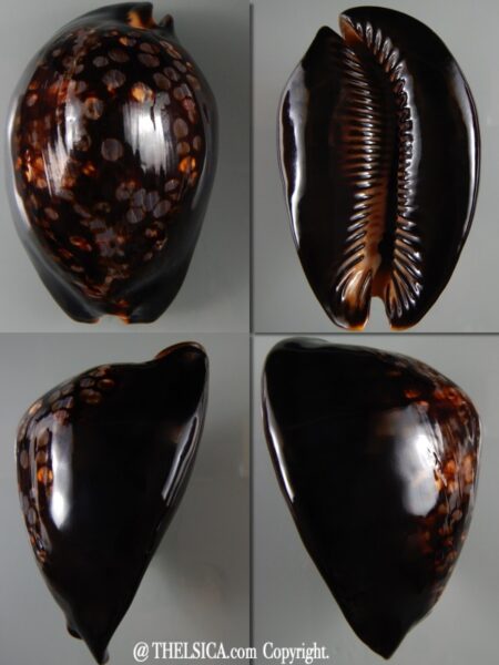 Mauritia mauritiana ...VERY Big size ... 107,20 mm Gem -0