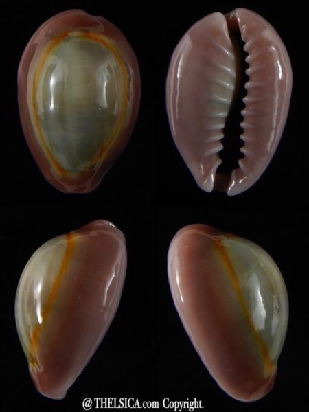 Monetaria annulus circumpicta 20,93 mm Gem-0