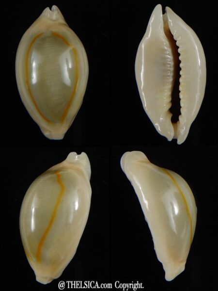 Monetaria annulus annulus R&N 28,59 mm Gem-0