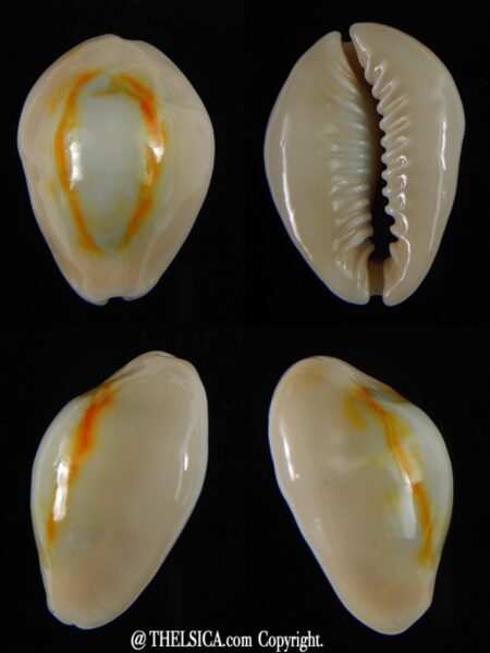 Monetaria annulus annulus R&N 28,90 mm F+++/Gem-0