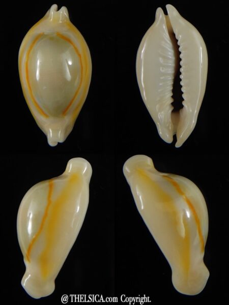 Monetaria annulus annulus R&N 32,08 mm Gem-0