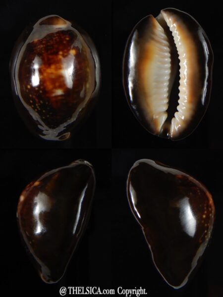 Monetaria caputserpentis " round shape" 32,08 mm Gem-0