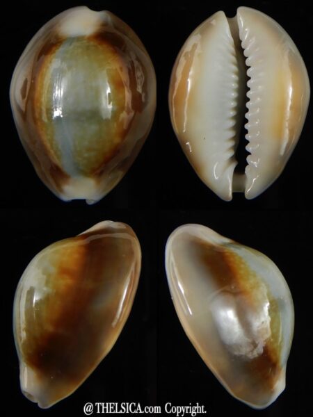 Monetaria caputserpentis " Hybride" 28,3 mm Gem-0