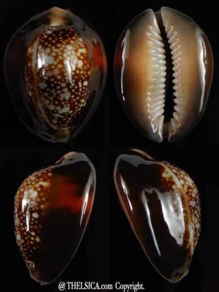 Monetaria caputserpentis aruni 30,57 mm Gem-0