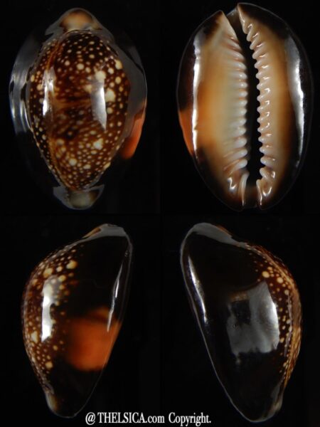 Monetaria caputserpentis aruni 34,35 mm Gem-0