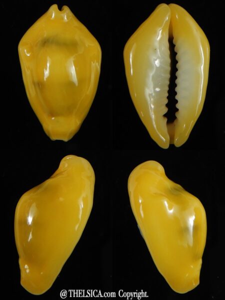 Monetaria moneta moneta N&R 25,84 mm Gem-0
