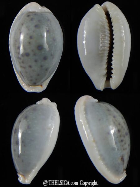 Naria boivini ...Blue GIANT ... 32 mm Gem-0