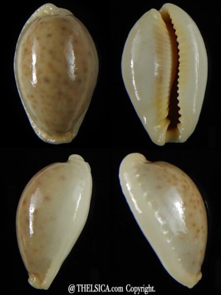 Naria boivini ...Green overglazed ... 30,75 mm Gem-0