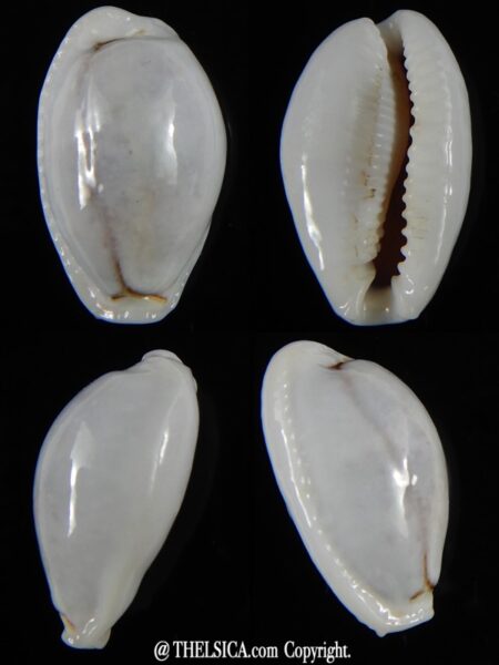 Naria boivini ...White ... 23,30 mm Gem-0