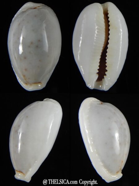 Naria boivini ...White ... 24,44 mm Gem-0