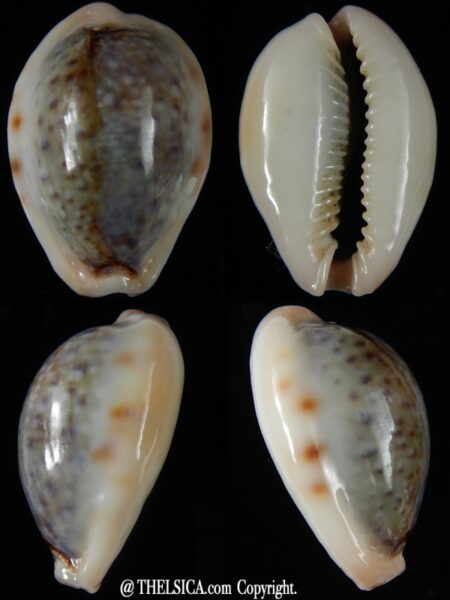 Naria boivini " hybrid " 29,54 mm Gem-0