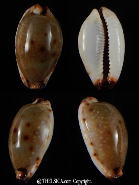 Naria gangranosa ..Giant.. 24,62 mm Gem -0