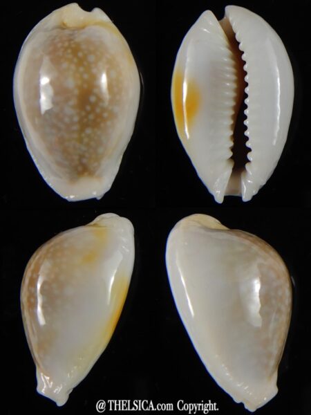 Naria miliaris ... SP white pattern ... 27 mm Gem-0