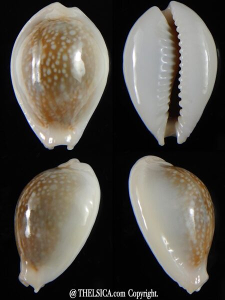 Naria miliaris ... SP white pattern ... 28.5 mm Gem-0