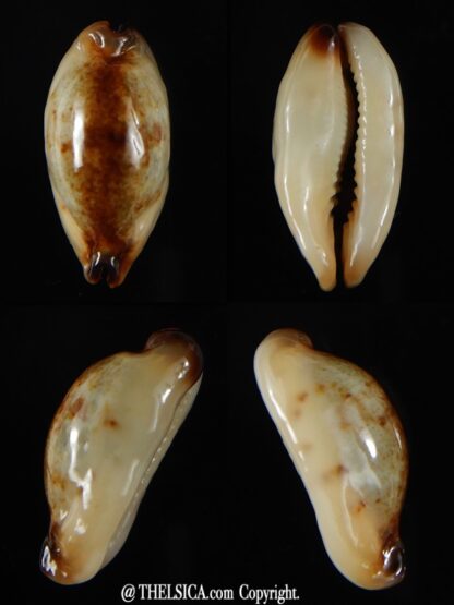 Purpuradusta gracilis macula N&R 21,35 mm F+++/ Gem-0