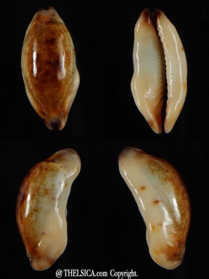 Purpuradusta gracilis macula N&R 23,78 F+++/Gem-0