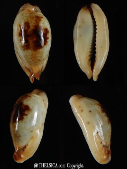 Purpuradusta gracilis macula N&R 24,39 mm Gem-0