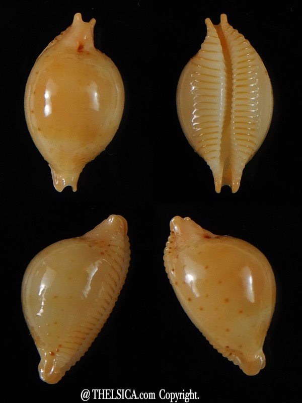 Pustularia cicercula takahashii 17,1 mm Gem-0