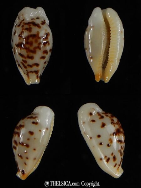 Ransionella punctata N&R 13,75 mm Gem-0