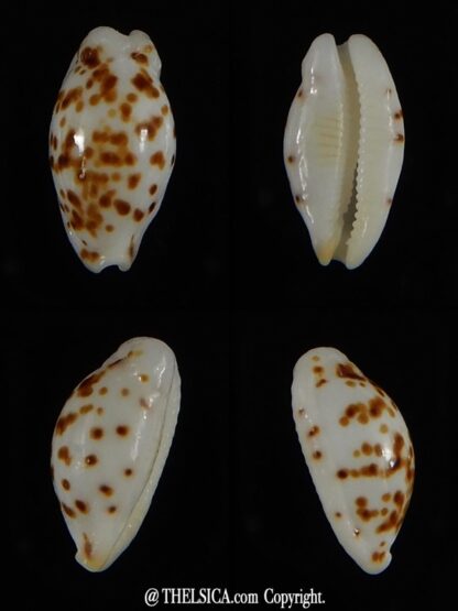 Ransionella punctata N&R 11,78 mm Gem-0