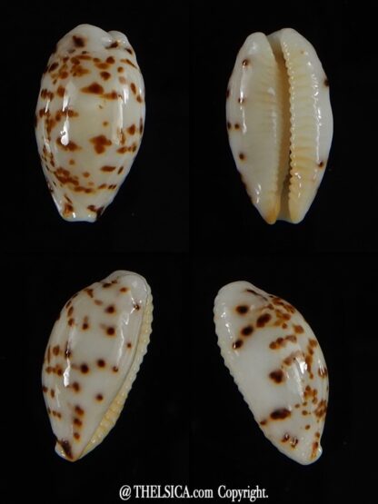 Ransionella punctata N&R 14,20 mm Gem -0