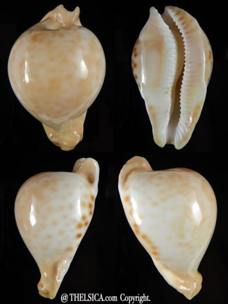 Umbilia petilirostris 70.90 mm Gem -0
