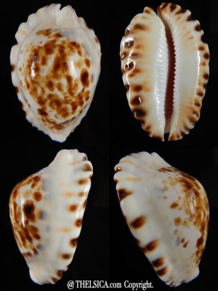 Zoila ketyana superba 50,3 mm Gem -0