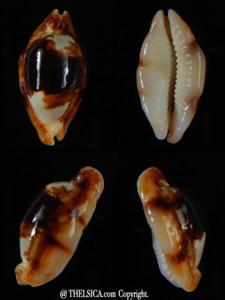 Bistolida stolida crossei N&R 30,45 mm Gem-0