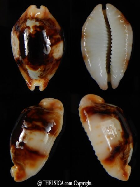 Bistolida stolida crossei N&R 35,01 mm Gem-0