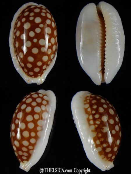 Cribrarula cribraria .. Hyper caloussed ... 35,99 mm Gem-0