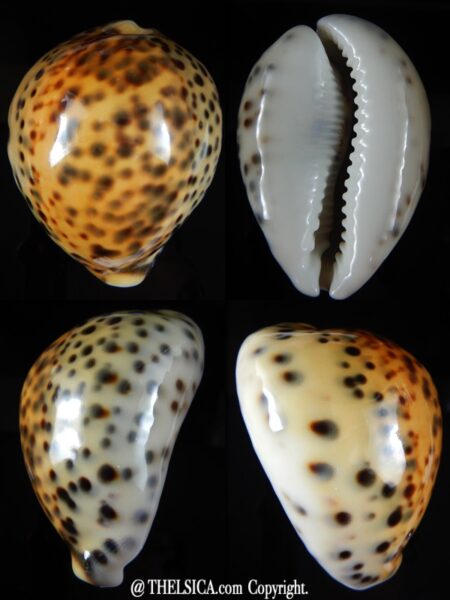 Cypraea tigris ..YELLOW ... 83,57 mm Gem-0